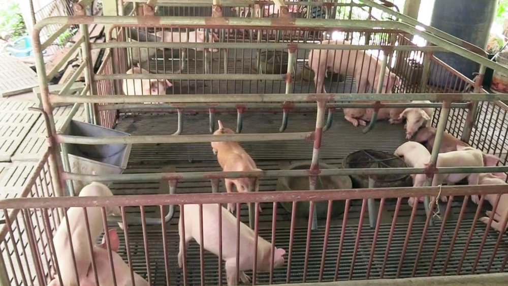 สมาคมหมูไทย ถกเกษตรกรใต้ เร่งแก้หมูแพง ชี้โรคระบาดทำแม่พันธุ์หายไปกว่าครึ่งประเทศ