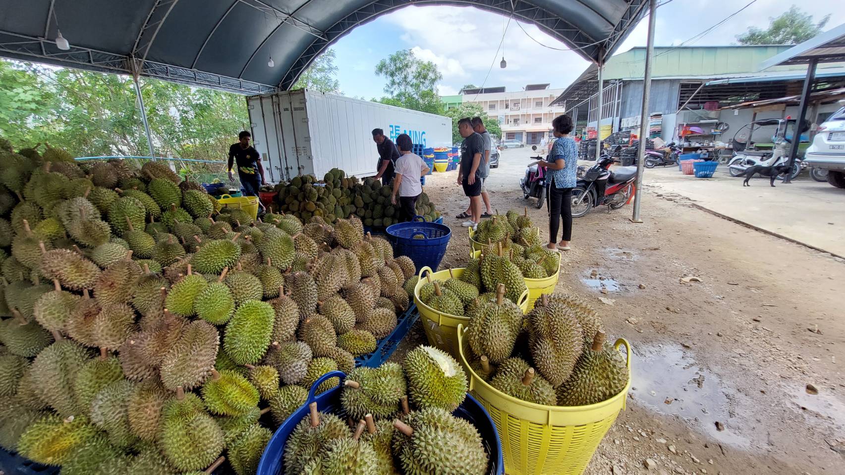 บรรยากาศรับซื้อ-ขายส่งทุเรียนเบตง คึกคักเป็นพิเศษ หลังมาเลย์-สิงคโปร์ มีความต้องการจำนวนมาก