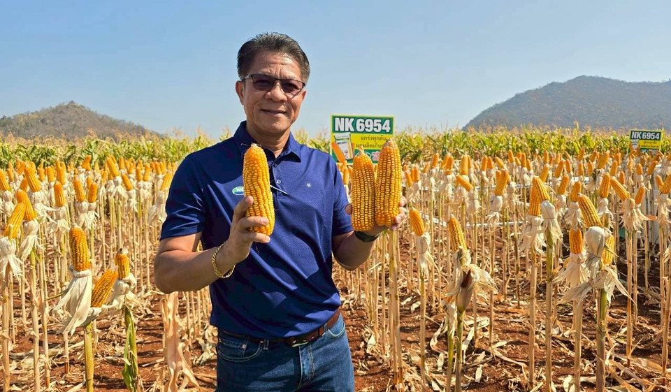 ซินเจนทา เปิดตัวข้าวโพดเลี้ยงสัตว์ NK 6954 ชูนวัตกรรมใหม่ เพิ่มทางเลือกเกษตรกร