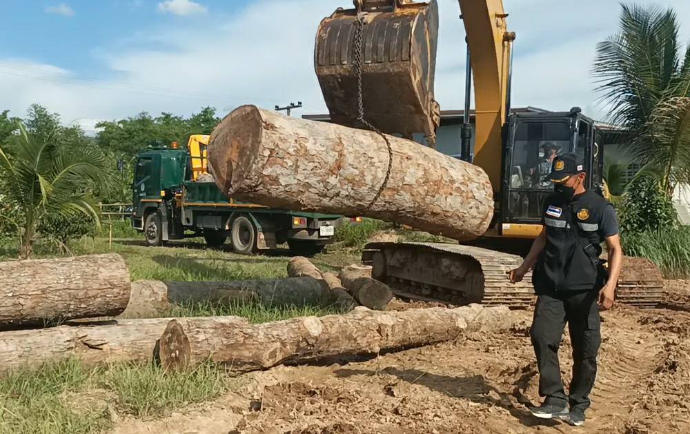 พบไม้ยางนาอายุ 100 ปีถูกลอบตัดเกือบ 30 ท่อนรถบรรทุกลากไปไม่ไหว