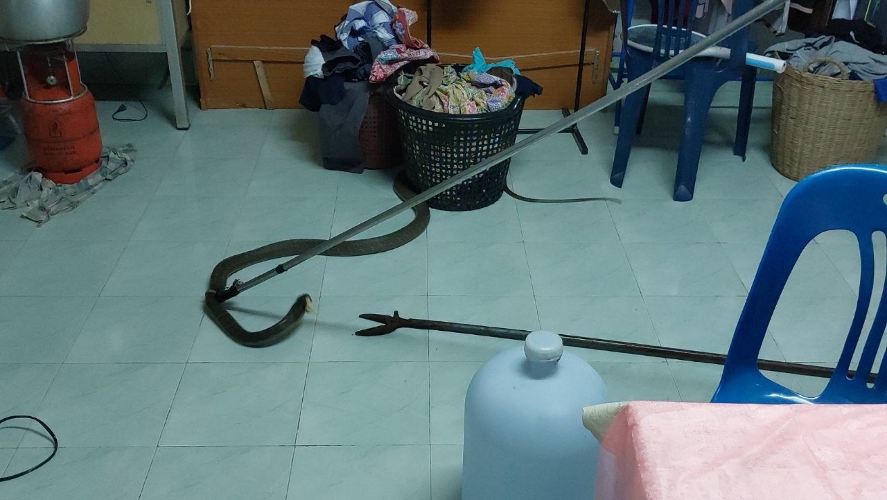 ผงะ! งูจงอางเลื้อยเข้าบ้าน  เจ้าบ้านมั่นใจเลขบ้าน​เลขเด็ดเสี่ยงโชคงวดนี้ 
