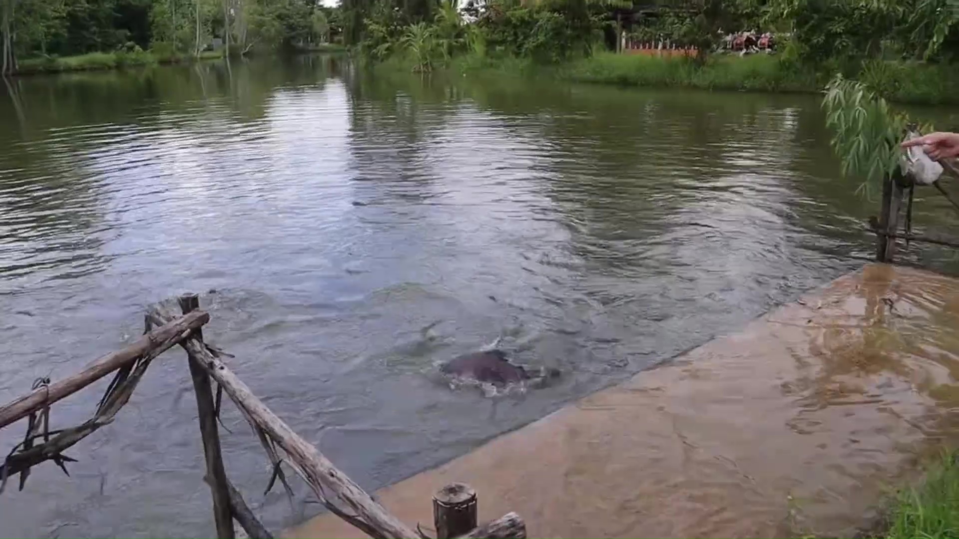 เตือนภัย! ปลาจาระเม็ดดุสระศาลปู่ตา อุดรธานีกัดนิ้วหวิดขาด เชื่อแรงอาถรรพ์ ปีละศพ