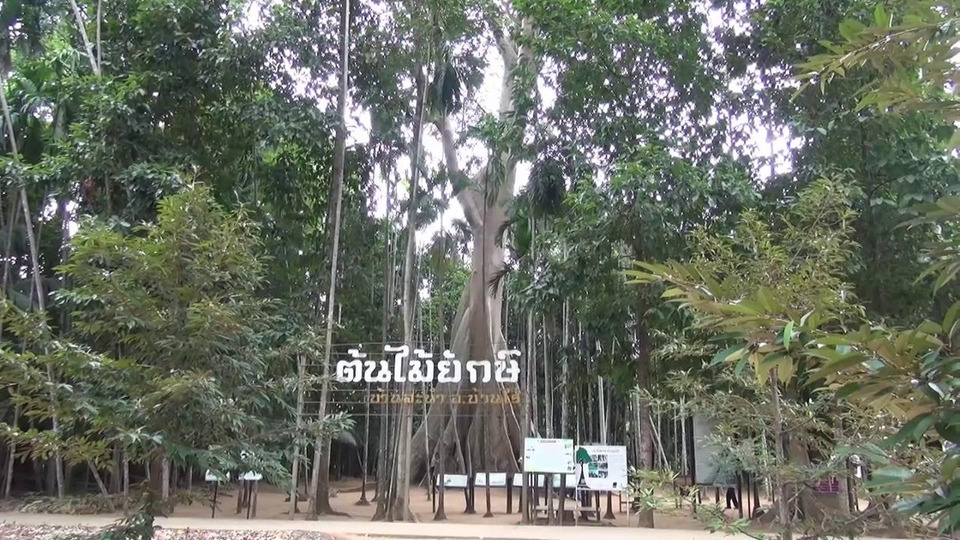 ต้นไม้ยักษ์อุทัยฯ คึกคัก! นักท่องเที่ยวแห่ซื้อ "ฟักทองไข่มันลืมผัว" เกือบหมดแผง