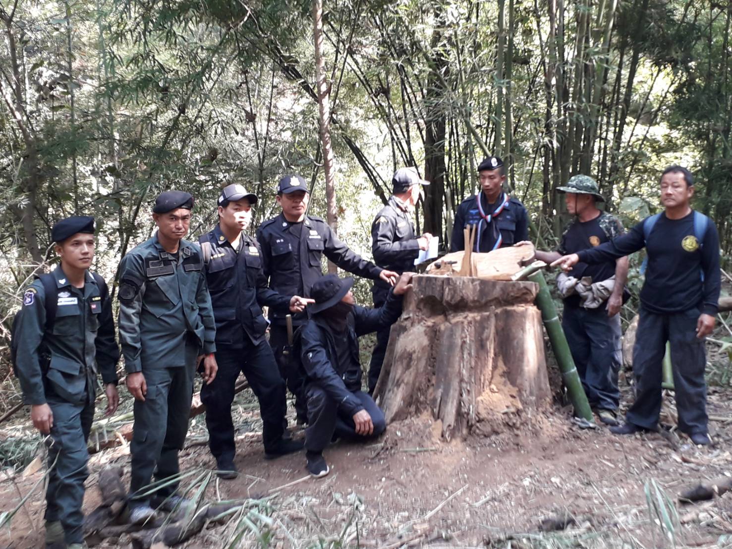 เจ้าหน้าที่ทหารพราน กองร้อย ทพ.3602 สนธิกำลังจับไม้สักทองเถื่อน