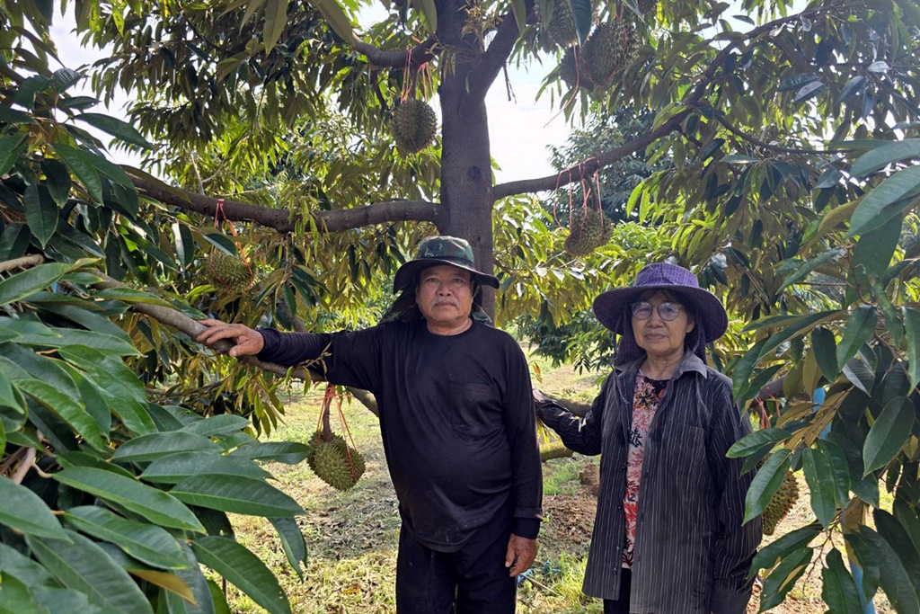 เกษตรกรรัตนวาปี ปลูกทุเรียนหมอนทอง ผลผลิตลอตแรกขายหมดกว่า 100 กก.