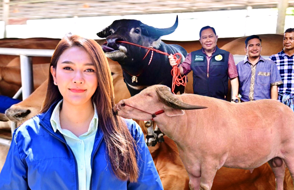 ลุยดัน "ควายไทย" เป็น "Soft Power" สร้างรายได้สู่ระดับโลก