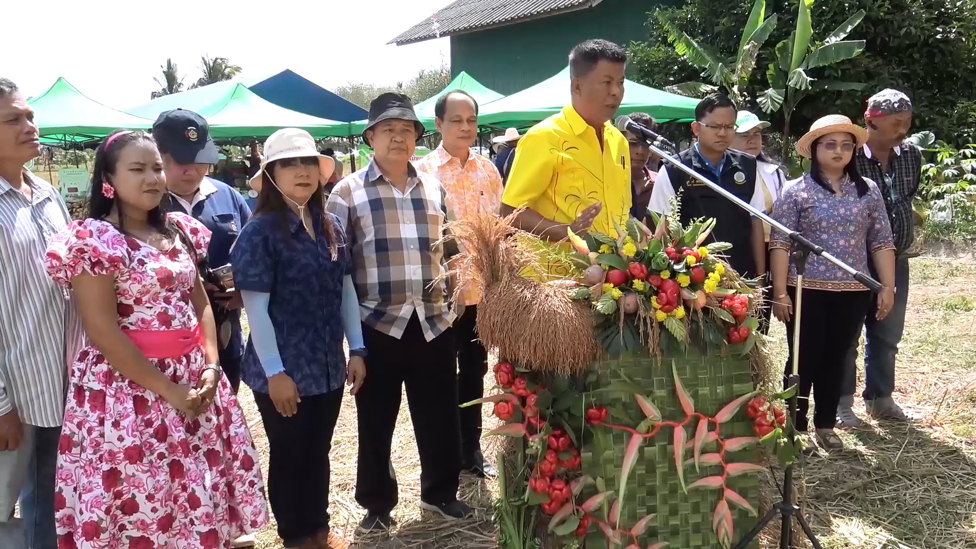 สีสันการแข่งขันเก็บข้าวโดยใช้แกะ งานอนุรักษ์พันธ์ุข้าวพื้นเมือง ต.ป่าชิง