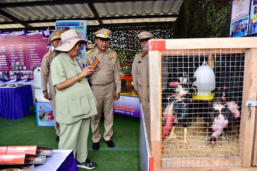 กรมปศุสัตว์ น้อมเกล้าฯ ถวายไก่ศรีวิชัยดำ เพื่อโครงการทหารพันธุ์ดี 
