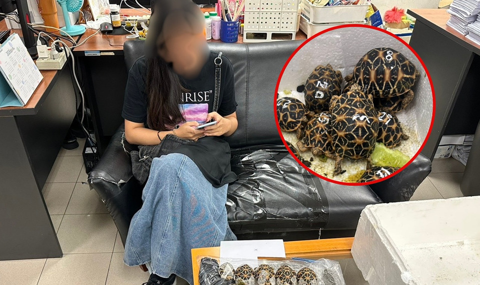 รวบสาวไต้หวันลอบขนเต่าดาวอินเดีย 29 ตัว มูลค่า 3 แสน คาสนามบินสุวรรณภูมิ