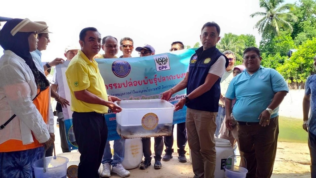 ประมงเมืองคอน-สุราษฎร์ฯ ยัน "ปลาหมอคางดำ" เบาบางลง ลุยจับมือ CPF ปล่อยปลาผู้ล่า