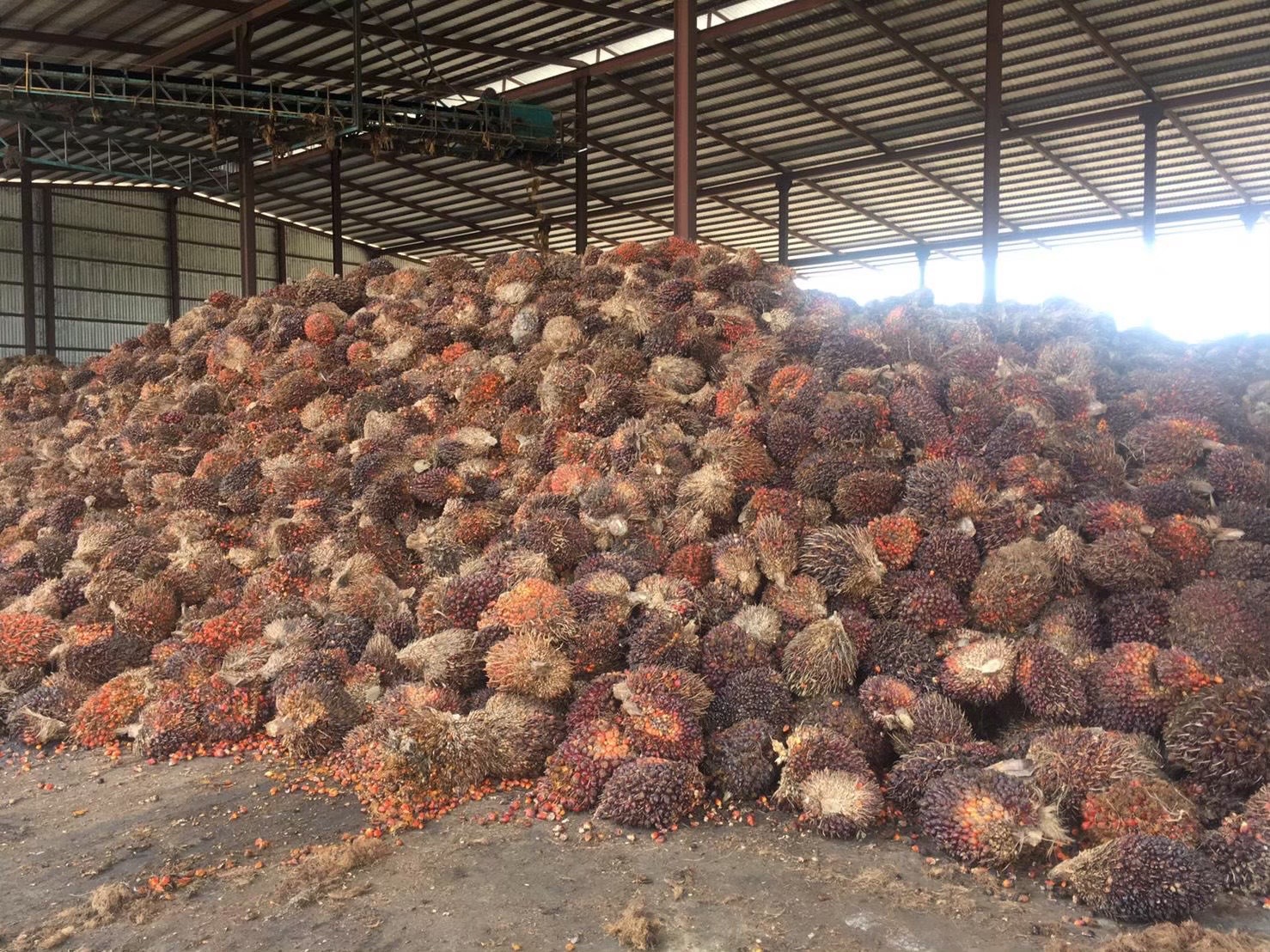 พณ.เข้มอย่าสร้างสถานกาณ์กดราคาปาล์มโทษสูงคุก 7 ปี ลุ้นหลังจีนเปิดประเทศ 8 ม.ค.ราคาดีดขึ้น