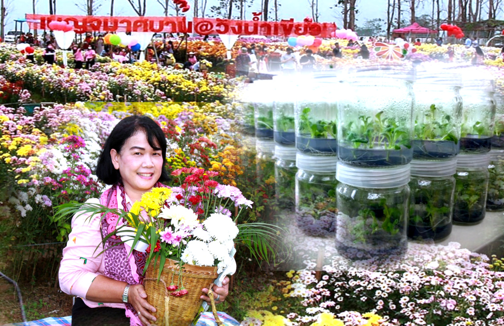 โชว์ผลวิจัย "พันธุ์ไม้ดอกปลอดโรค" ในงาน “เบญจมาศบานในม่านหมอก ครั้งที่ 20” 	