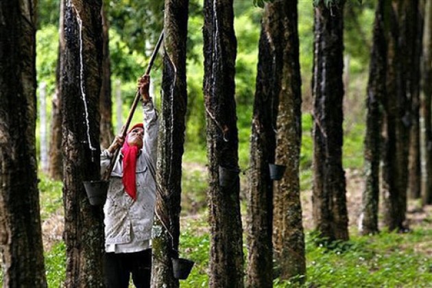 ธ.ก.ส. เดินหน้าโอนเงินประกันรายได้เกษตรกรชาวสวนยาง ระยะที่ 2