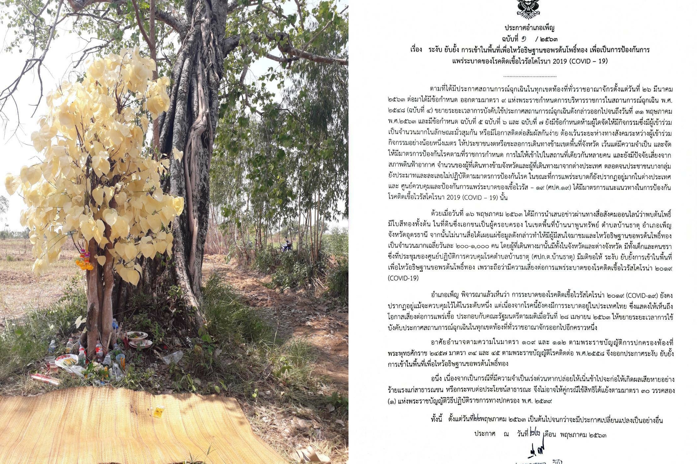 คอหวยโปรดทราบ!นายอำเภอเพ็ญจังหวัดอุดรฯสั่งห้ามเข้าส่องหวยต้นโพธิ์สีทอง