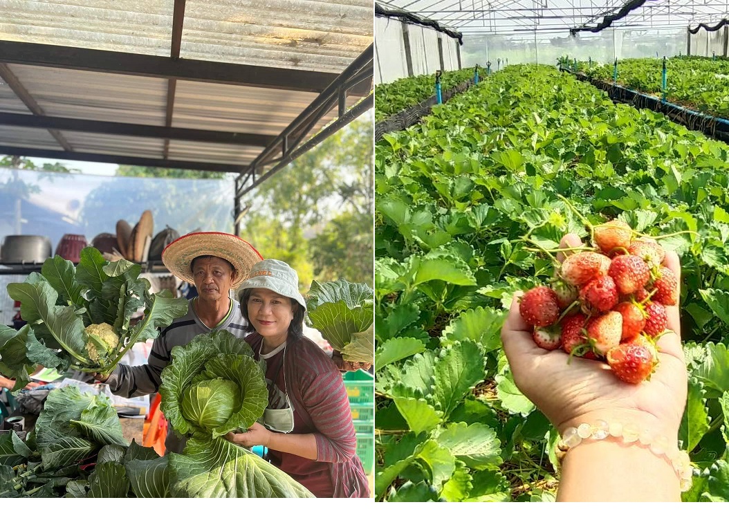 แพร่ชวนท่องเที่ยวเชิงสุขภาพที่ชินภัทร์ฟาร์มผักออแกนิค  