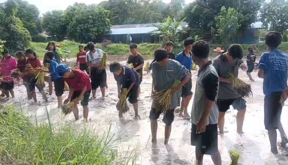 สุรินทร์ “ดำวันแม่ เกี่ยววันพ่อ” โรงเรียนบ้านศรีนวลชวนเด็กลงแขกดำนา สืบสานวิถีชาวนา