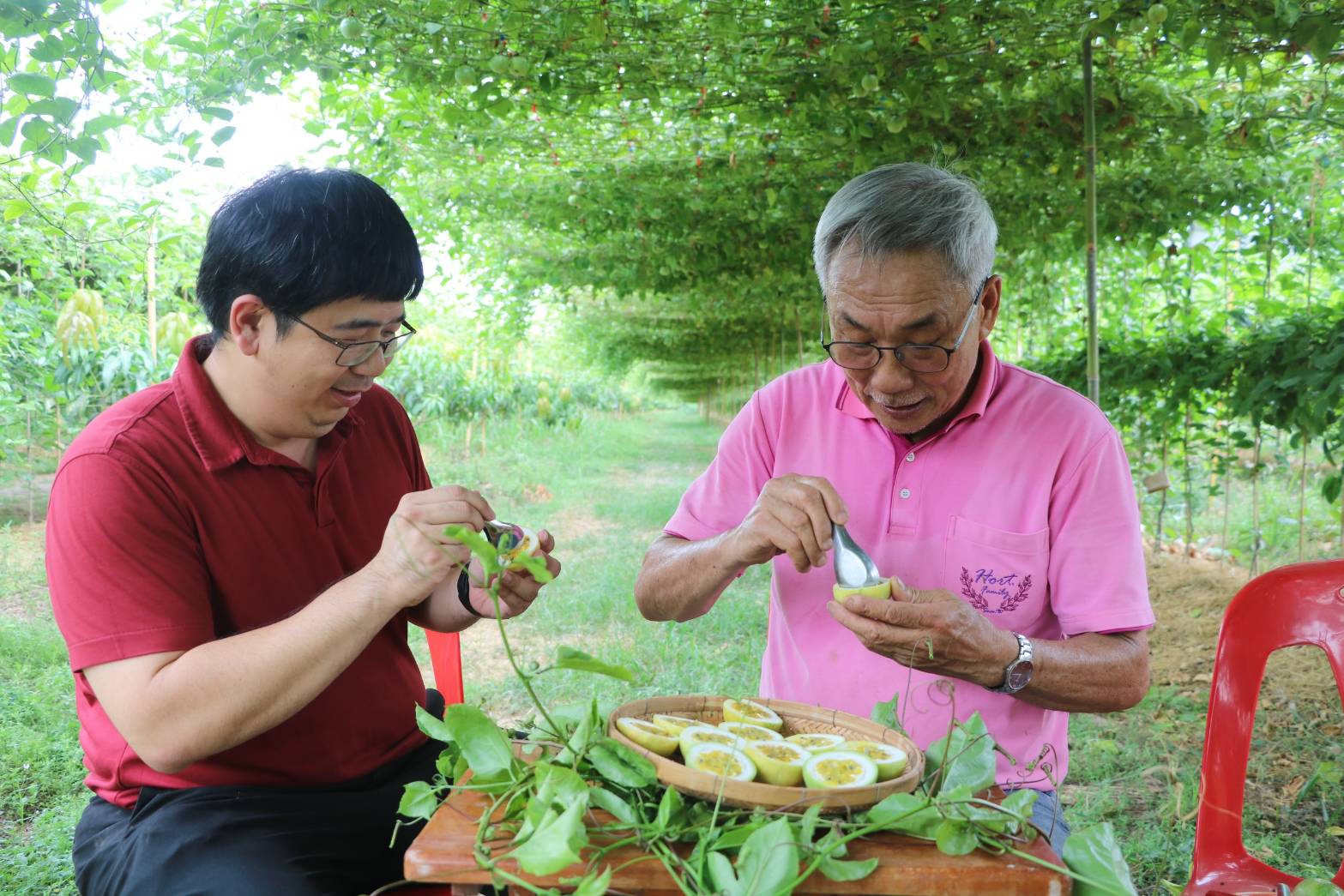 เกษตรกรชาวราชบุรีทดลองปลูกเสาวรสสายพันธุ์เหลืองน้ำผึ้งปลูกง่ายราคาดี