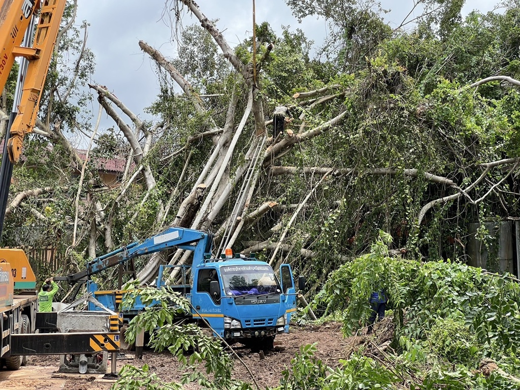 ต้นไทรอายุ 60 ปี ถูกน้ำกัดเซาะหลังฝนตกหนัก ล้มทับบ้าน 2 ชั้น เสียหาย