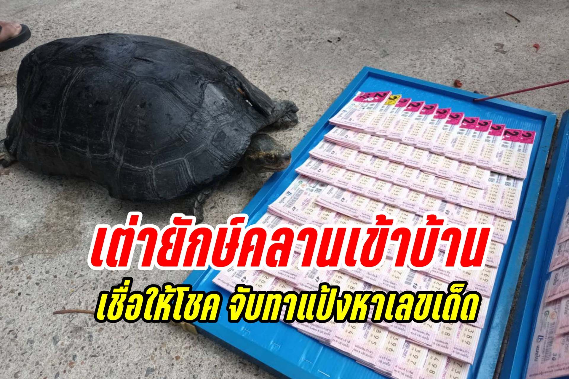 คอหวยห้ามพลาด! "เต่ายักษ์" หนัก 9 กิโลฯกว่า คลานเข้าบ้าน เชื่อให้โชค จับทาแป้งหาเลขเด็ด