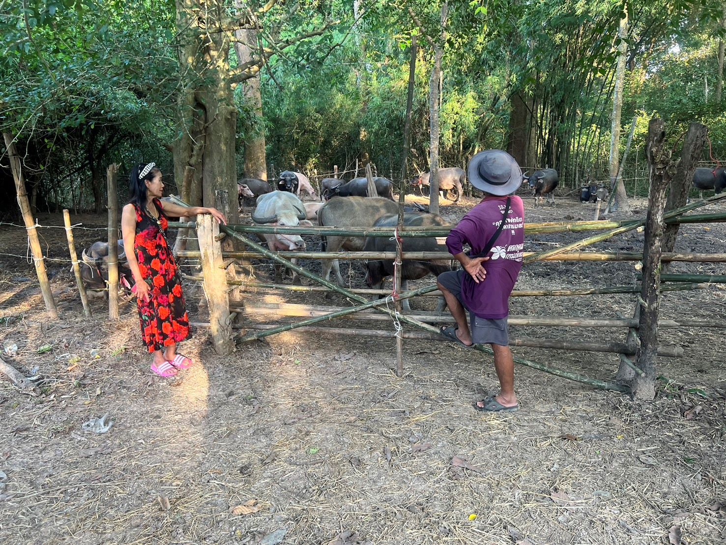 น้ำโขงหนุนลำน้ำสงครามล้นชาวบ้านเร่งต้อนควายเลี้ยงบนเกาะโอดค่าฟางแห้งวันละพัน