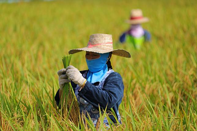 บาทอ่อน-ภัยพิบัติ พาณิชย์เผยส่งออกข้าวไทยเดือน ม.ค.ทะลุ 8 แสนตัน ฟันเงิน 1.4 หมื่นล้าน ทั้งปี 7.5 ล้านตัน
