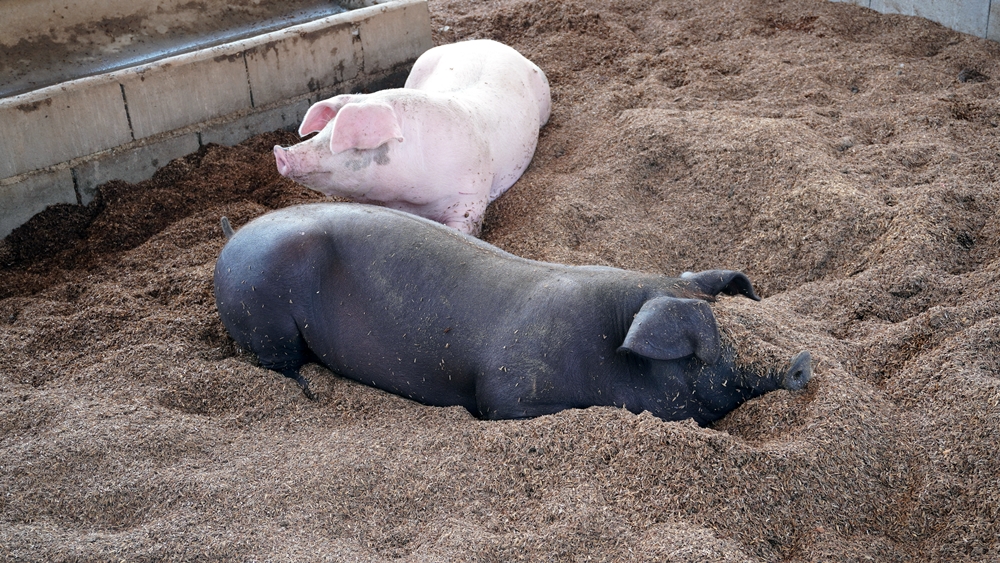 หมูหลุมออร์แกนิค แห่งเดียวของเมืองสามหมอก สร้างรายได้ยั่งยืน