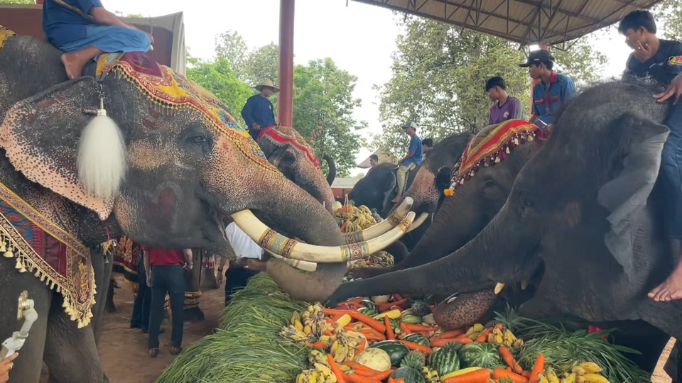 สุรินทร์จัดยิ่งใหญ่ “โต๊ะจีนผลไม้ 8 ตัน” ฉลองวันเกิดช้างคชอาณาจักร เดินหน้าวิถีคน–วิถีช้างสู่ความยั่งยืน 