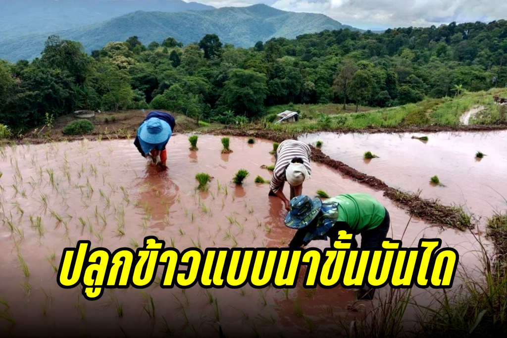 กรมข้าว ส่งเสริมกลุ่มชาติพันธุ์พื้นที่อำเภอเชียงคำ-ภูซาง ปลูกข้าวแบบนาขั้นบันได