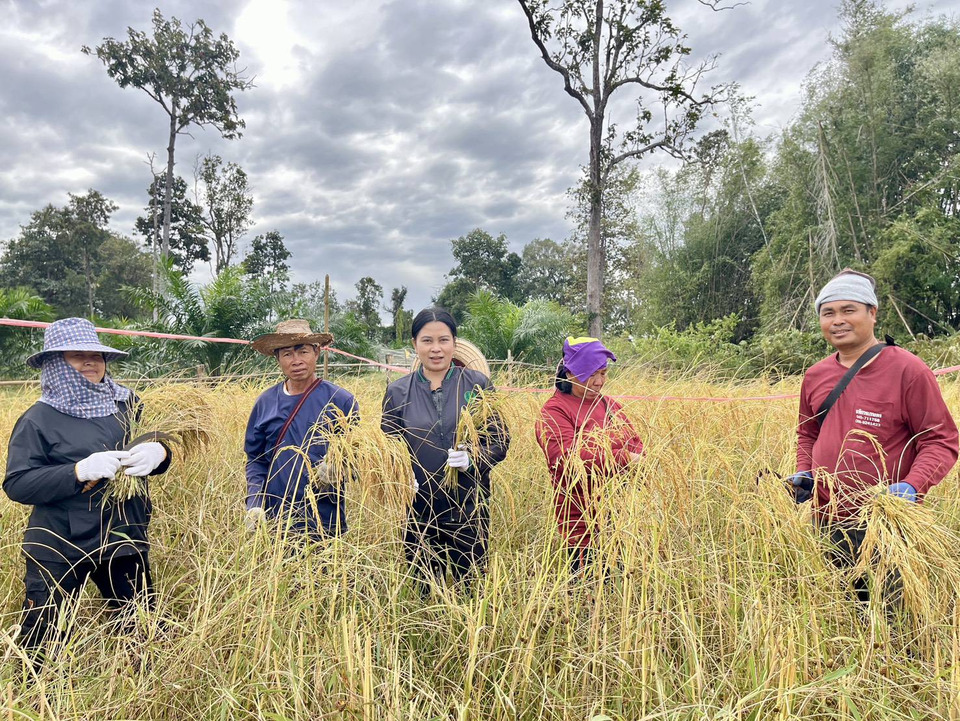 ยโสธรประเมินผลผลิตข้าวปี 68/69 ขาวดอกมะลิ 105 เฉลี่ย 332 กก./ไร่
