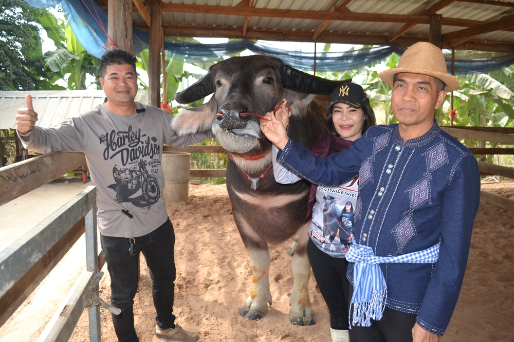 ชาวนาผันชีวิตมาเลี้ยงควายไทย 35 ตัว มูลค่ากว่า 100 ล้าน