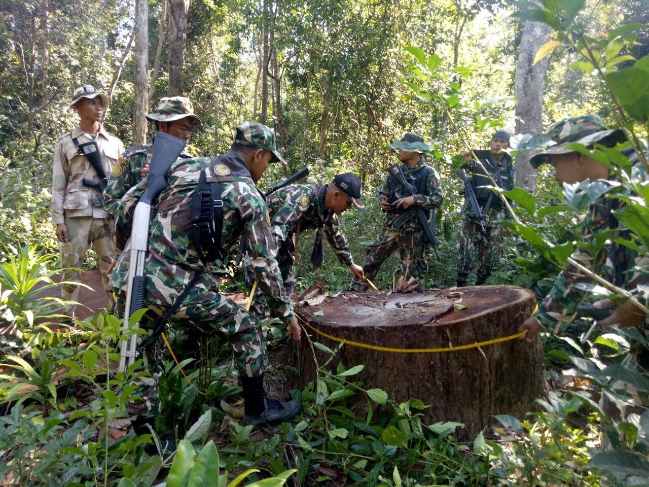 ตรวจพบไม้ตะเคียนทอง ไม้กระบากถูกตัดโค่นรอส่งที่ชายแดนศรีสะเกษ 