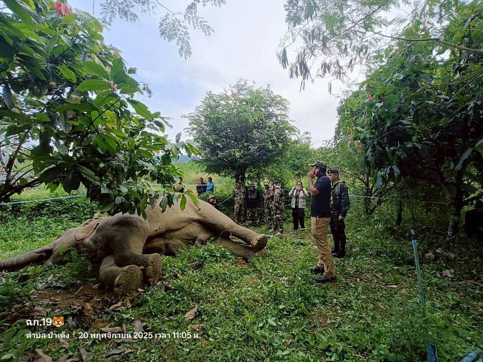 "ช้างป่าแก่งกระจาน" ตายคาสวน ชาวบ้าน สันนิษฐานถูกไฟฟ้าช็อต จากลวดขึงรั้วถึง 5 เส้น