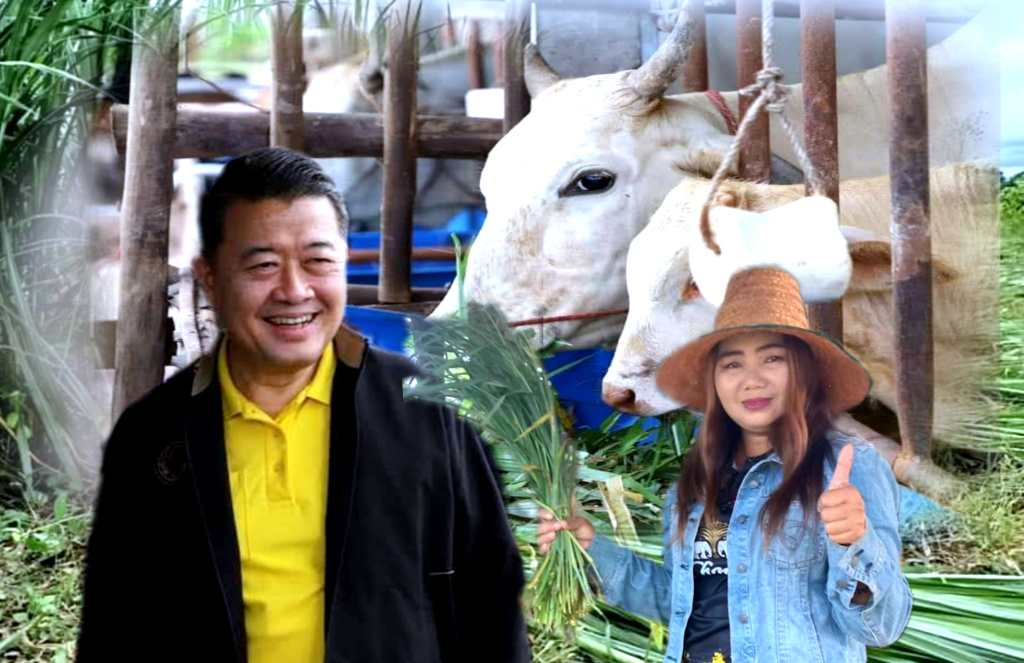 คทช.อำเภอโคกสูง สระแก้ว เลี้ยงโคเนื้อส่งสหกรณ์โคบาลบูรพา สร้างรายได้ดี