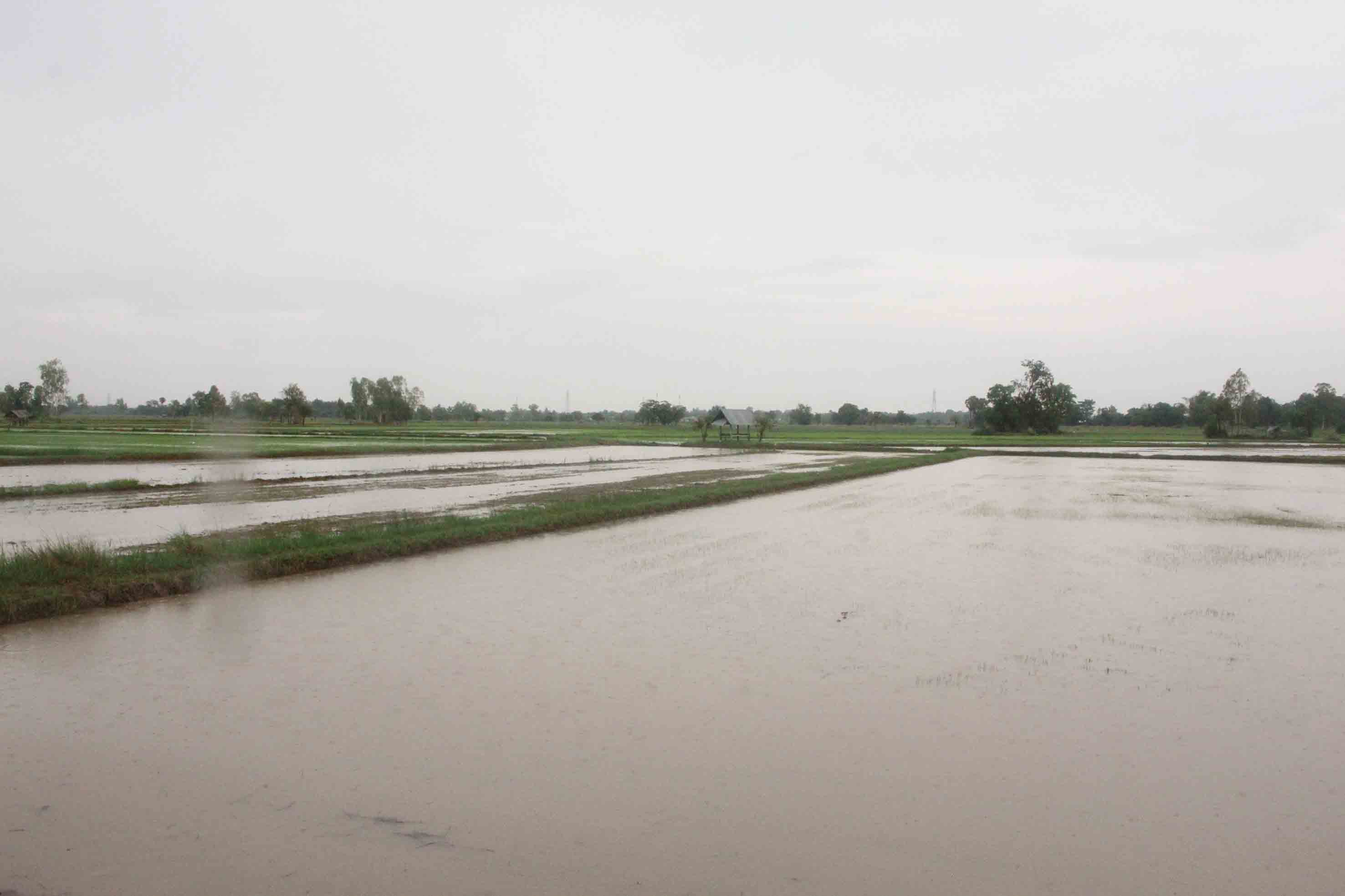 กาฬสินธุ์ ฝนตกสะสมท่วมถนนนาข้าวชาวนาช้ำ