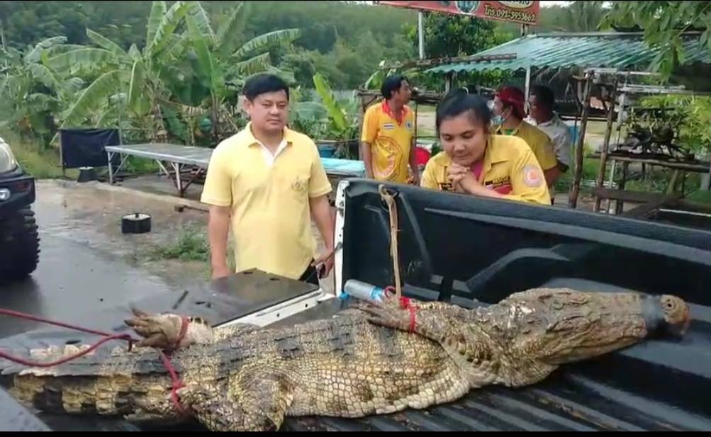 ชาวบ้านพบจระเข้โผล่อยู่ในลำลางสาธารณะ