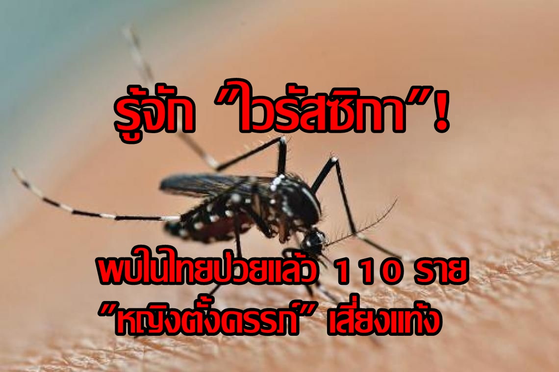 รู้จัก "ไวรัสซิกา"! พบในไทยป่วยแล้ว 110 ราย "หญิงตั้งครรภ์" เสี่ยงแท้ง