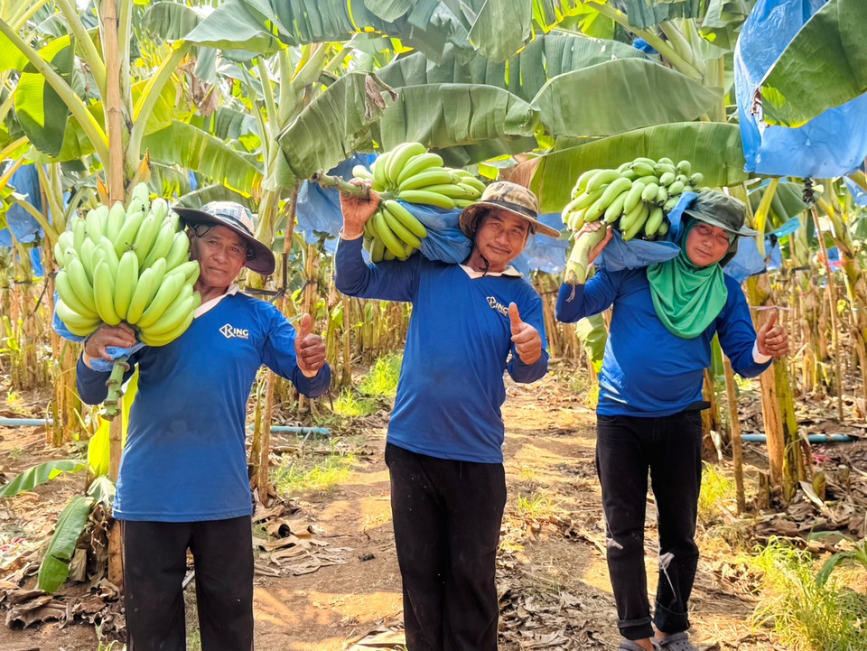 โก โฮลเซลล์” ลุยรับซื้อกล้วยหอมทองพรีเมียมเสิงสาง หนุนรายได้เกษตรกร 250 ครัวเรือน
