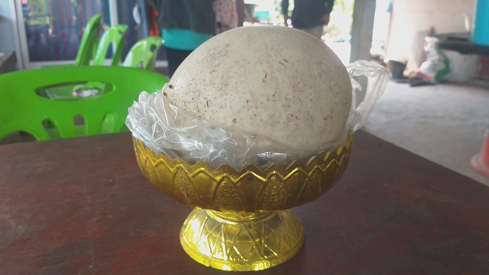  โซเชียลฮือฮา!! ไข่ประหลาดโผล่คำชะโนด สงสัยไข่พญานาค 