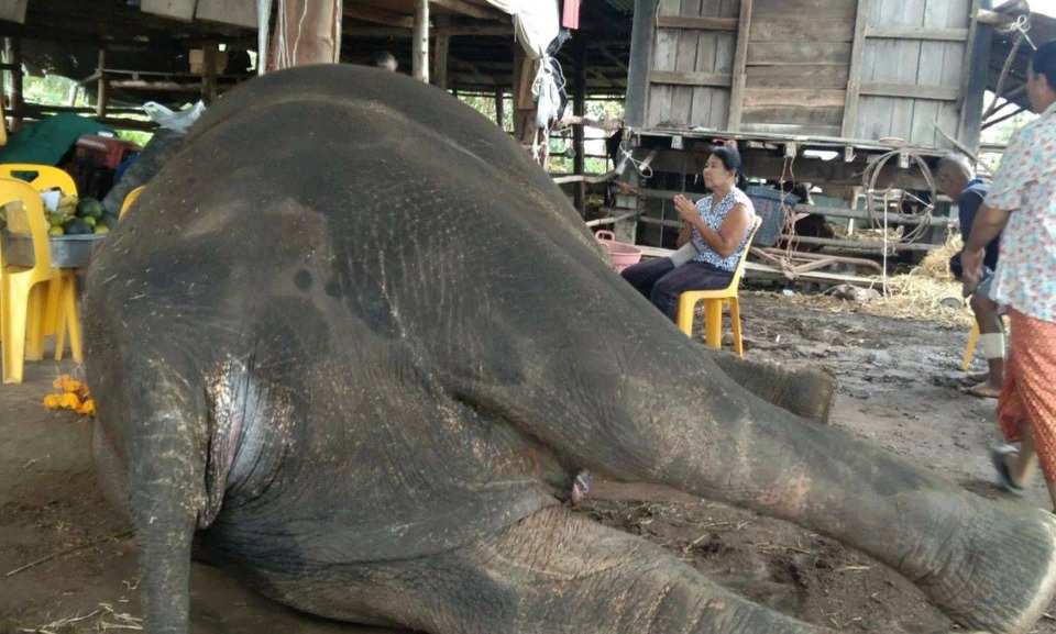 ปศุสัตว์บุรีรัมย์รุดตรวจ! ช้างป่วยตายถูกแอบฝังกลางชุมชน ส่งกลิ่นเหม็นคลุ้ง หวั่นเชื้อโรค