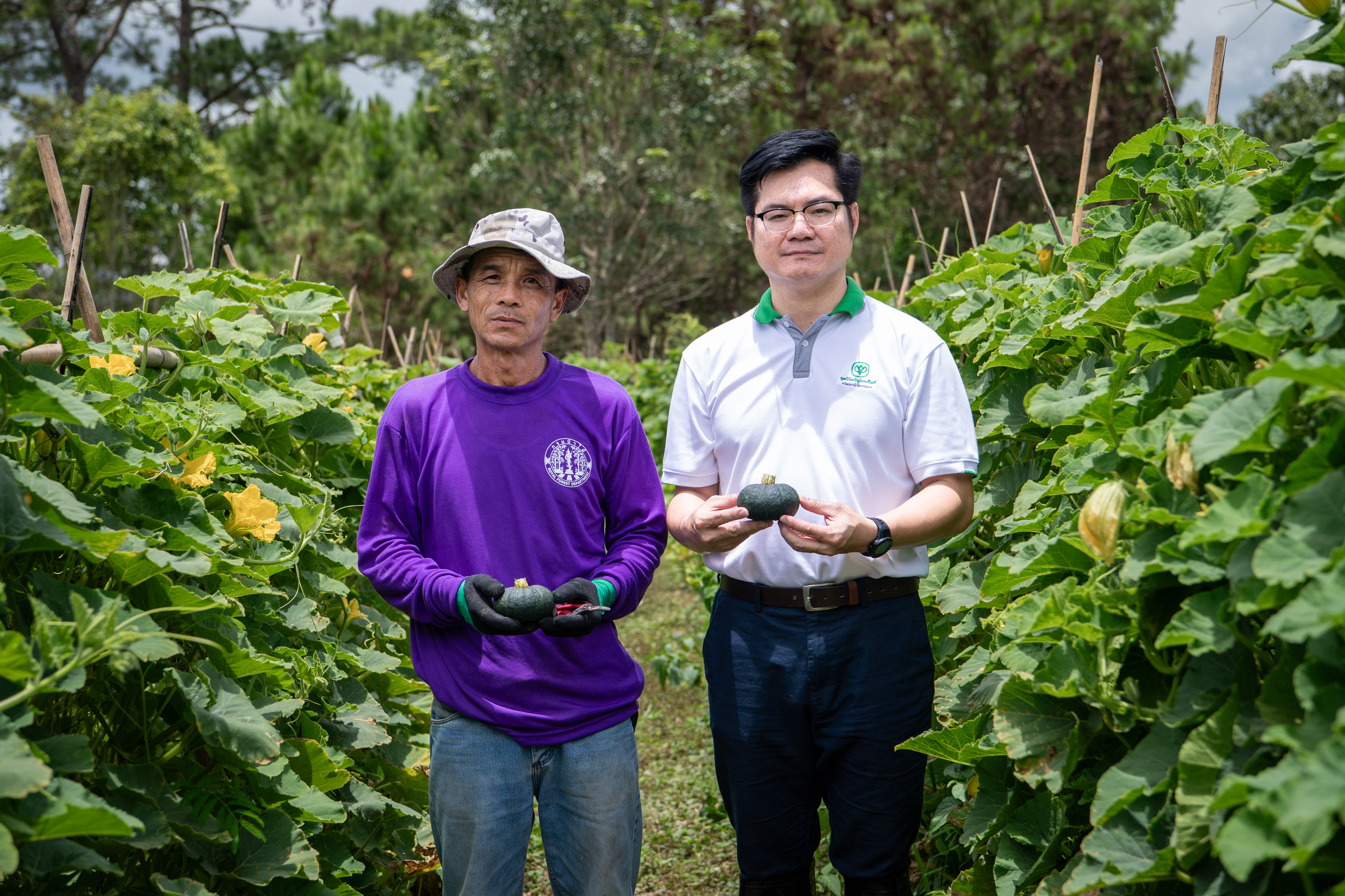 มูลนิธิเจริญโภคภัณฑ์พัฒนาชีวิตชนบท เดินหน้าอนุรักษ์ป่าต้นน้ำ ควบคู่ส่งเสริมอาชีพปลูกพืชมูลค่าสูง “ฟักทองมินิบอล” ดันสู่มาตรฐาน GAP  ในโครงการอมก๋อย โมเดล 