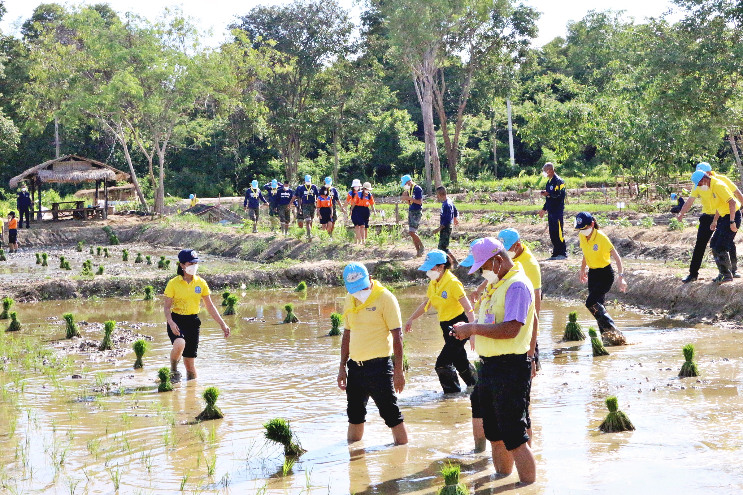 สอ.รฝ.นำกำลังพลและนักเรียน-ประชาชน  น้อมนำปรัชญาเศรษฐกิจพอเพียงช่วยกันดำนา