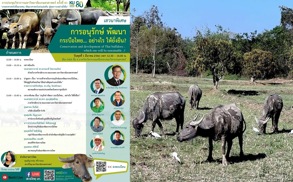มก.ชวนร่วมเสวนา “อนุรักษ์ พัฒนา ควายไทย..แบบไหนถึงจะยั่งยืน.. ? ”
