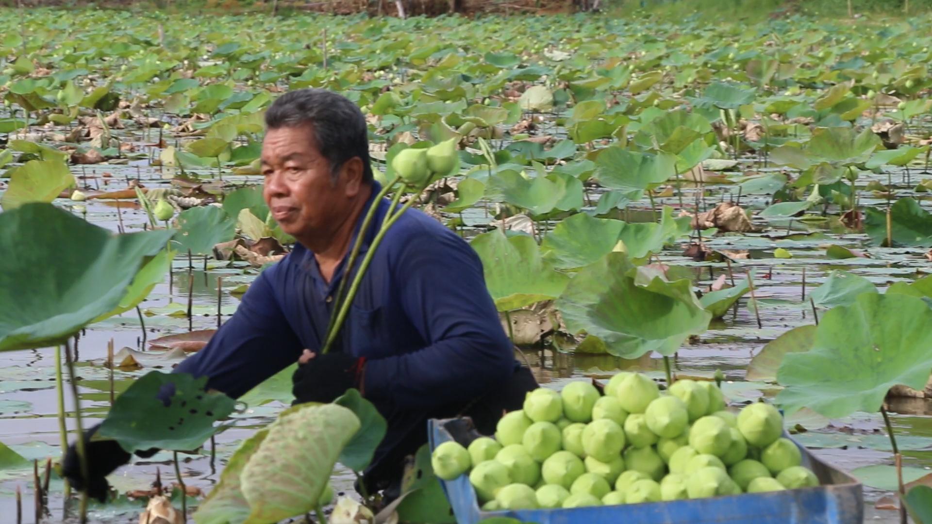 เกษตรกรเร่งเก็บดอกบัวเพื่อนำไปใช้ในวันพระใหญ่ พบปีนี้ผลผลิตลดลงเนื่องจากหอยเชอรี่กินตั้งแต่ยังไม่โผล่พ้นน้ำ