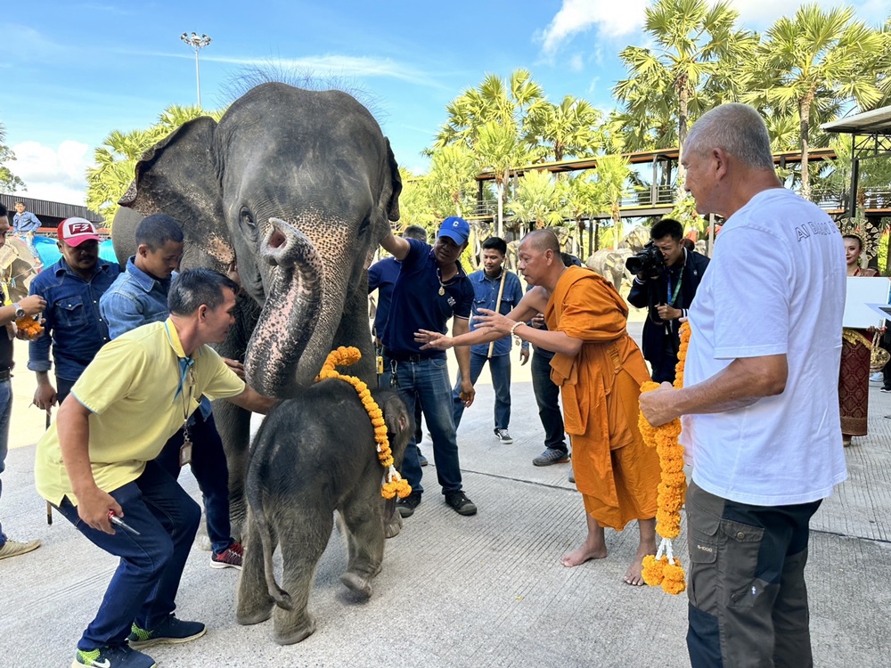เชือกที่ 106!! สวนนงนุชพัทยา รับขวัญ "ลูกช้าง" เกิดใหม่ อย่างยิ่งใหญ่ 