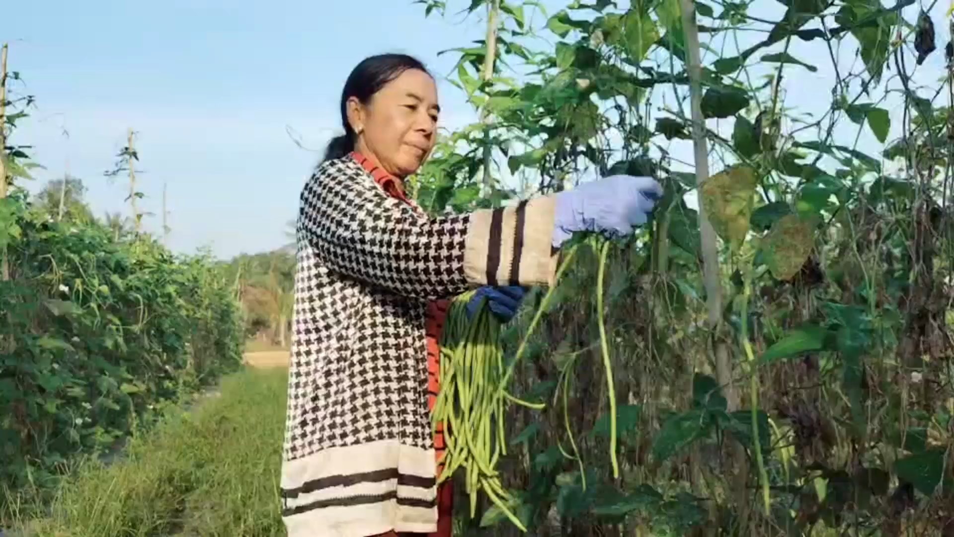 เกษตรกรเมืองสงขลา มีเฮ! ปลูกถั่วฝักยาว 1 ไร่ ช่วงหน้าแล้ง สร้างรายได้กว่า 2,500 บาท ต่อวัน