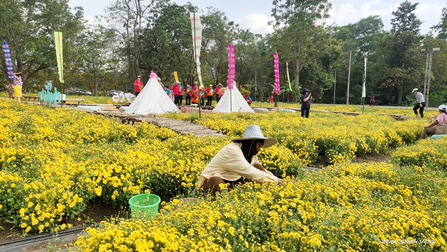 'สระแก้ว'เปิดฤดูกาลเที่ยว "ทุ่งเก๊กฮวยทับทิมสยาม 05" เหลืองอร่ามสวยงามปีละครั้ง