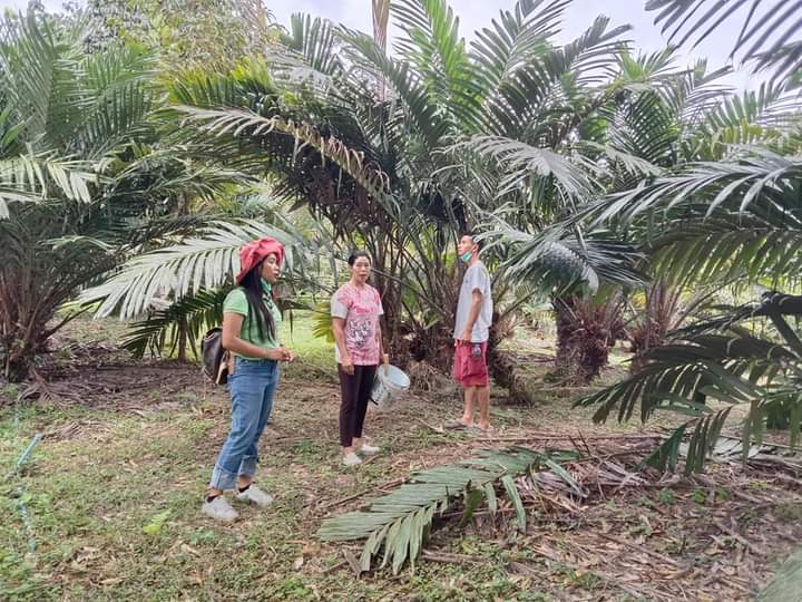 เกษตรกันตัง สำรวจข้อมูลเกษตรกรและพื้นที่ปลูกของไม้ผล