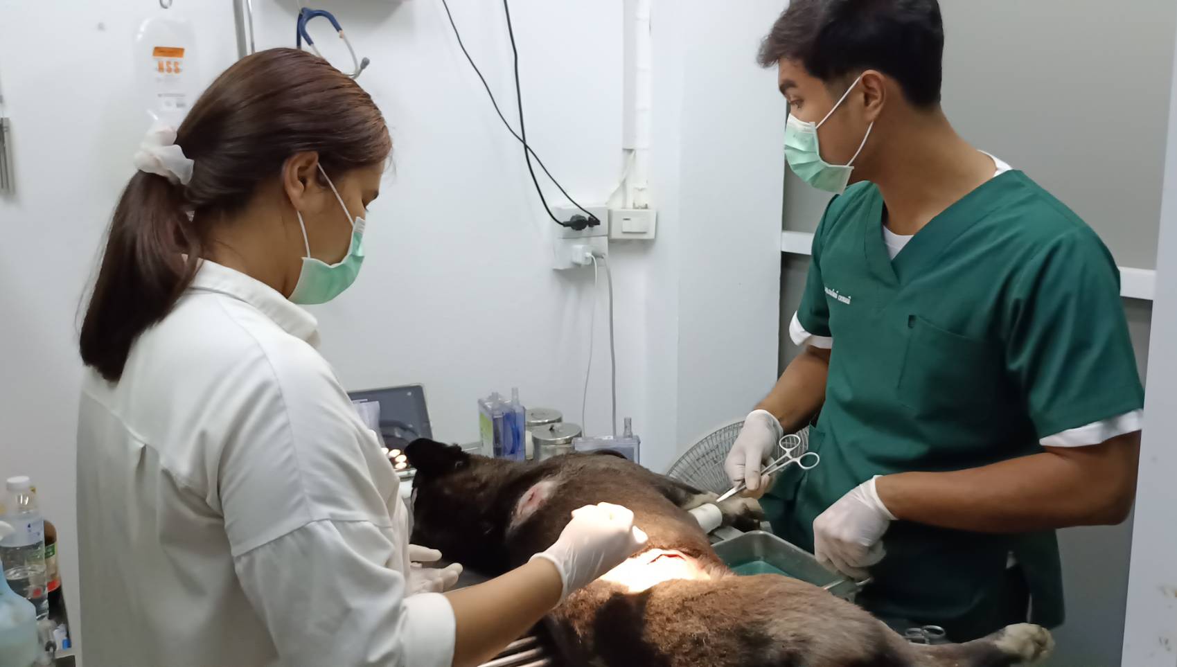  เจ้าตูบโคตรอึดถูกยิงด้วยปืนยิงปลา 3 ดอกรอดปาฏิหาริย์