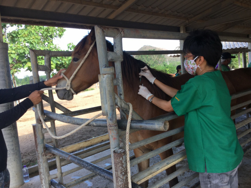 ปศุสัตว์ จับมือเพชรบุรี ฉีดวัคซีนป้องกันกาฬโรคแอฟริกาในม้า 560 ตัวแห่งแรกของไทยที่สถานเสาวภา 