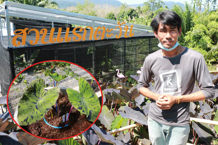  โควิดทำพิษหนุ่มร้านคาร์แคร์หันมาค้าบอนสีออนไลน์สร้างรายได้นับล้านบาทต่อเดือน